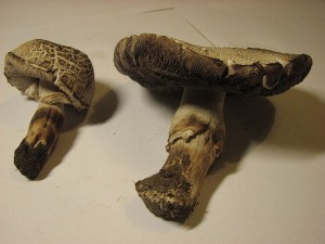 perka Pearsonova-Agaricus pearsonianus...2.JPG