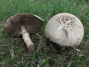 perka Pearsonova-Agaricus pearsonianus...5.JPG