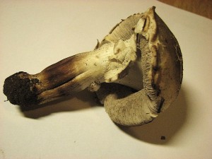 perka Pearsonova-Agaricus pearsonianus..3.jpg