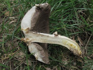 perka Pearsonova-Agaricus pearsonianus..6.JPG