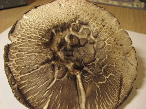 perka Pearsonova-Agaricus pearsonianus.JPG