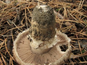 perka rumitn-Agaricus vaporarius2.JPG