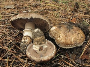 perka rumitn-Agaricus vaporarius.JPG