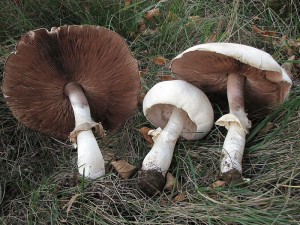 perka velkovtrus-Agaricus urinascens1.jpg