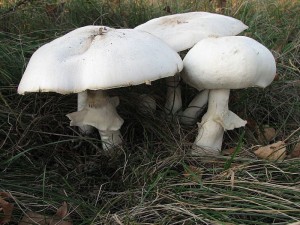 perka velkovtrus-Agaricus urinascens.jpg