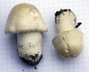Pecarka.jpg