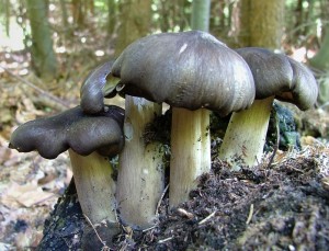 Penzovka irokolupen - Megacllybia platyphylla.jpg