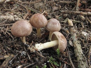 penzovka heblkat-Gymnopus peronatus2.jpg