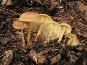 penzovka hnd-Gymnopus ocior.jpg