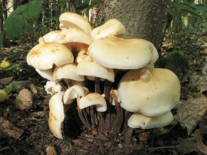 penzovka letn-Flammulina fennae.jpg