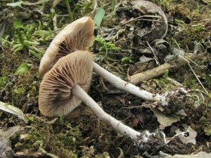 penzovka nestoudn-Gymnopus impodicus 1.jpg