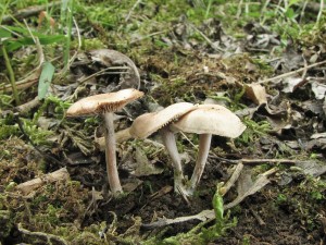 penzovka nestoudn-Gymnopus impodicus 2.jpg