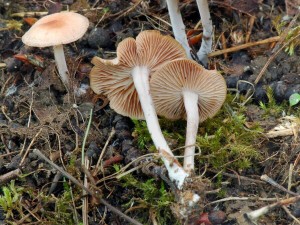 Penzovka nestoudn - Gymnopus impudicus.jpg