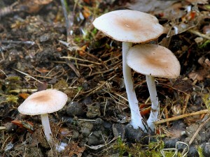 Penzovka nestoudn - Gymnopus impudicus (1).jpg