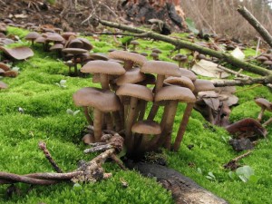 penzovka splenitn-Tephrocybe ambusta1.jpg