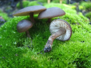 penzovka splenitn-Tephrocybe ambusta2.jpg