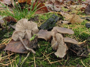penzovka uheln-Tephrocybe anthracophila1.jpg