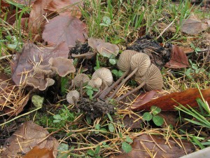 penzovka uheln-Tephrocybe anthracophila.jpg