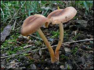 penizovka-srostla---gymnopus-ocior.jpg