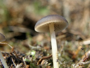 penizovka_smrkova_02.jpg