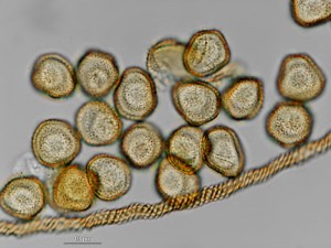 perich-13.jpg