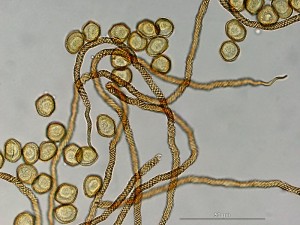 perich-15.jpg
