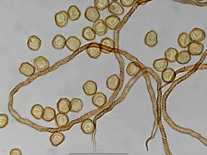 perich-16.jpg