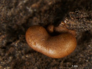 perich-2.jpg