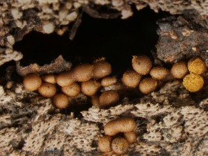 perich-4.jpg