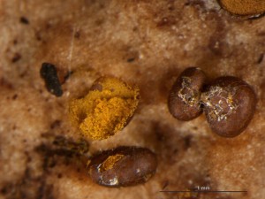 perich-8.jpg