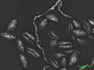 Pericheana-corticalis-1-3.jpg