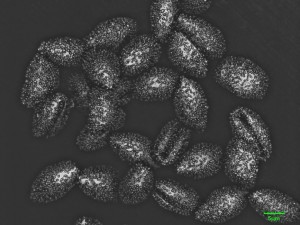 Pericheana-corticalis-1-6.jpg