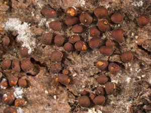Pericheana corticalis--1.jpg
