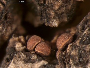 Pericheana corticalis2.jpg