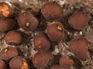 Pericheana corticalis3.jpg