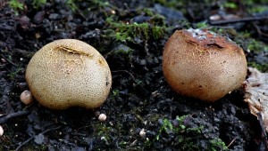 Pestec bradavit - Scleroderma verrucosum.jpg