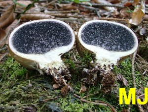 Pestrec_obecny_Scleroderma_citrinum4.jpg