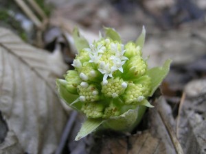 Petasites.JPG