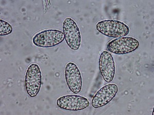 Peziza_phyllogena.02.jpg