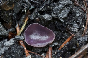 Peziza violacea (3).jpg