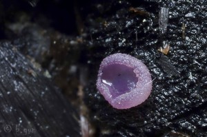 Peziza violacea (4).jpg