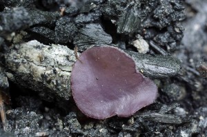 Peziza violacea (5).jpg