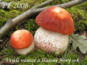 pf2008.jpg