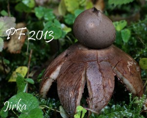pf2013.jpg