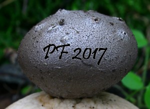 PF2017.jpg