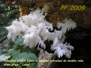 PF 09.JPG