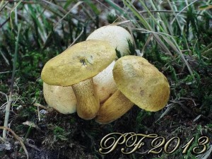 PF 2013.JPG