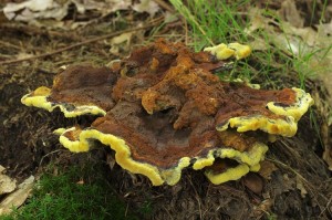 Phaeolus_schweinitzii2.jpg
