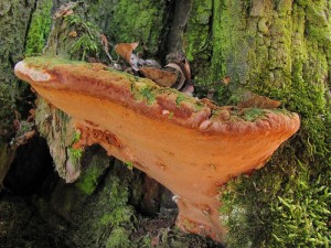 Phellinus torulosus1.jpg