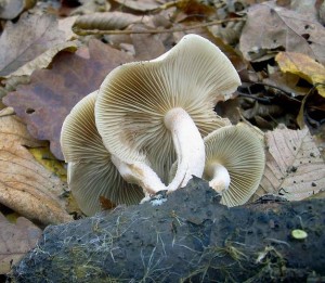 Pholiota lenta.JPG